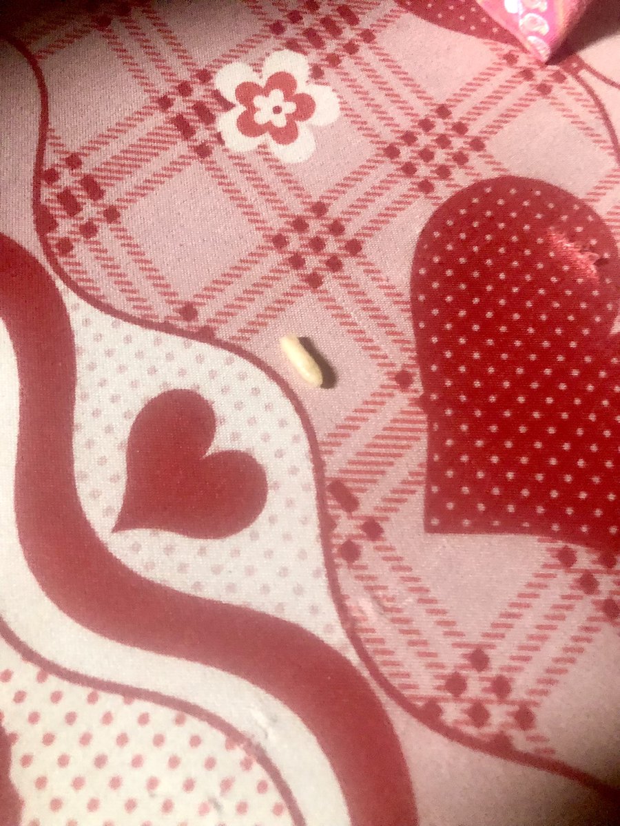TeeMento's tweet photo. I got the shock of my life last night. My son complained to me that his sister had been scratching her leg, that maybe something bit her. Because I was vibing on X, I just told him to tell her mum to apply something to it, that it would go.

Only for me to hear my wife shouting, “Babe, come and see, something is coming out from her leg.” I thought it was pus, so I said nonchalantly that since they had applied something, it was the pus coming out from the swelling and she should leave it so it would come out completely. She insisted I should come and see it, that she wasn't sure it was pus.

I went to the room only to see something like a vein or something coming out. I was scared, so I touched it and tried to pull it, but it was very strong. I laid my girl down and tried to apply a little pressure for it to come out, but it remained stuck. At that moment I almost threw away my masculine energy, but mo fi okan okunrin gbe.

I pressed it one more time and the thing just came out like a worm 🐛. “What is this?” we both shouted! The surface was open as you can see from the picture, so we applied ointment and my girl felt relieved. This morning the open wound have closed up and I've told my wife to take her to the pharmacy with the worm-like thing so they could explain to her. Please I will like to know what’s that cause of that, doctors or pharmacist in the house.