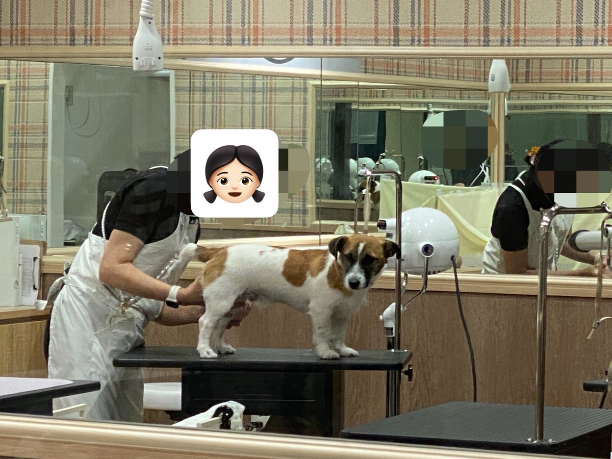u9jef's tweet photo. シャンプーしてきた🫧

大人な後ろ脚‼️と、赤ちゃんな前足🐾👶が
𝓼𝓸 𝓬𝓾𝓽𝓮...

ものすごくしょぼん顔で飼い主に爆笑された犬の顔📸（3枚目） https://t.co/2pM8oXgbSS