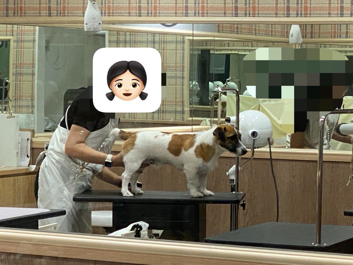 u9jef's tweet photo. シャンプーしてきた🫧

大人な後ろ脚‼️と、赤ちゃんな前足🐾👶が
𝓼𝓸 𝓬𝓾𝓽𝓮...

ものすごくしょぼん顔で飼い主に爆笑された犬の顔📸（3枚目） https://t.co/2pM8oXgbSS