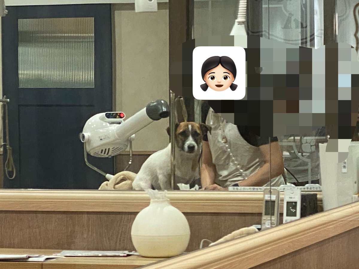 u9jef's tweet photo. シャンプーしてきた🫧

大人な後ろ脚‼️と、赤ちゃんな前足🐾👶が
𝓼𝓸 𝓬𝓾𝓽𝓮...

ものすごくしょぼん顔で飼い主に爆笑された犬の顔📸（3枚目） https://t.co/2pM8oXgbSS