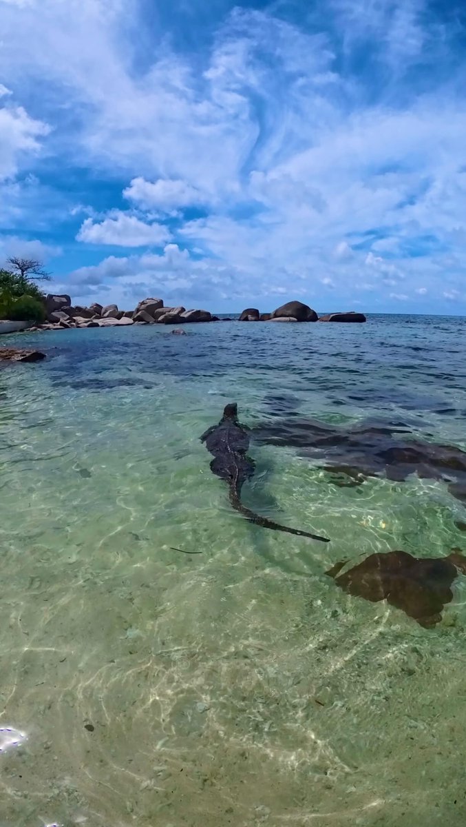 OoTole's tweet photo. On aura vraiment tout vu sur cette île. Imaginez tomber sur ça en pleine baignade. Grand débat : varan ou dragon de Komodo? On ne sait toujours pas. https://t.co/O8ffr0WzxN