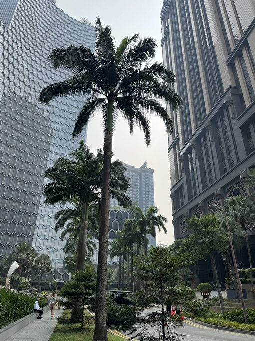 A scenic view in Singapore showcases the iconic hexagonal-patterned honeycomb building (likely the South Beach development) standing alongside towering modern skyscrapers, framed by tall palm trees lining the street. The post's reference to "cinema" aptly captures the cinematic, almost surreal atmosphere created by the dramatic architecture and lush tropical greenery against the urban backdrop.