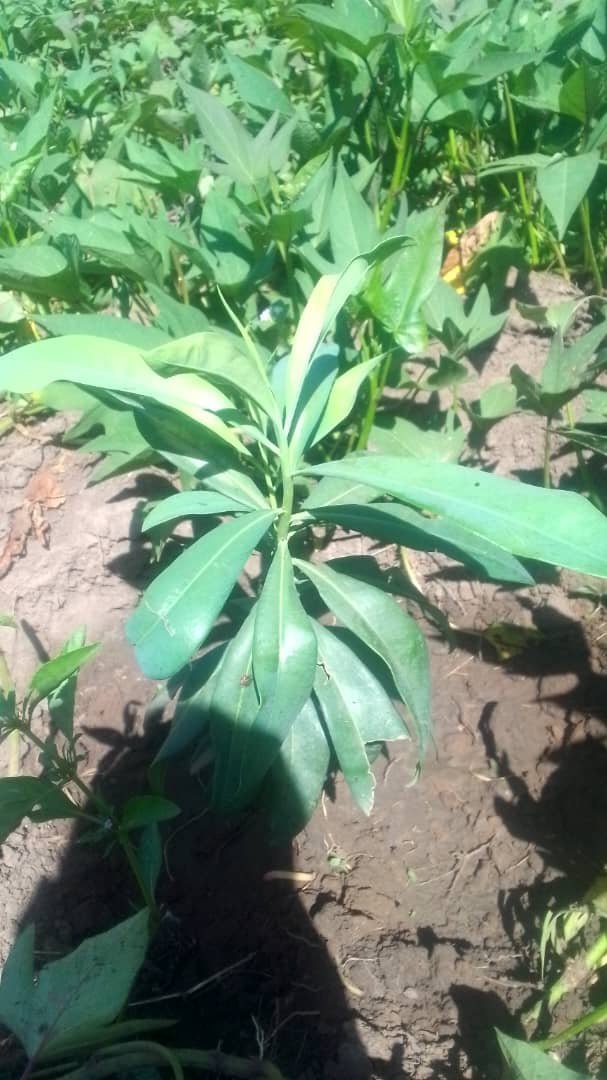TrifoliaSol's tweet photo. 🌱 MORE TREES PLANTED FOR $FOLIA

> While others post memes, we plant a forest. 

From 2 to 10 trees in the ground in Kampala, Uganda today. 

> This is what 1 Token = Trees Planted means.
 
> CA: J7Ds1AjcwdmgDRuqCBTkQE1TtktmgkQFw1pdw4bRpump
> @TrifoliaSol https://t.co/vKx6gTfOvT