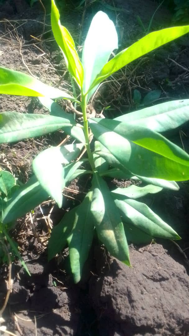 TrifoliaSol's tweet photo. 🌱 MORE TREES PLANTED FOR $FOLIA

> While others post memes, we plant a forest. 

From 2 to 10 trees in the ground in Kampala, Uganda today. 

> This is what 1 Token = Trees Planted means.
 
> CA: J7Ds1AjcwdmgDRuqCBTkQE1TtktmgkQFw1pdw4bRpump
> @TrifoliaSol https://t.co/vKx6gTfOvT
