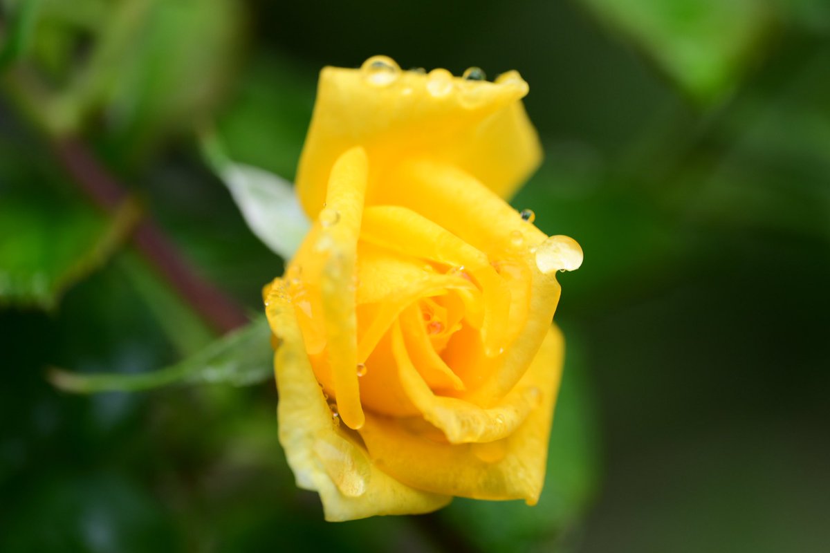 waka09431323's tweet photo. お疲れ様でした。

一日雨降り☔

庭の薔薇とガーデンマム

#ガーデニング https://t.co/iR1yc7F1Bm