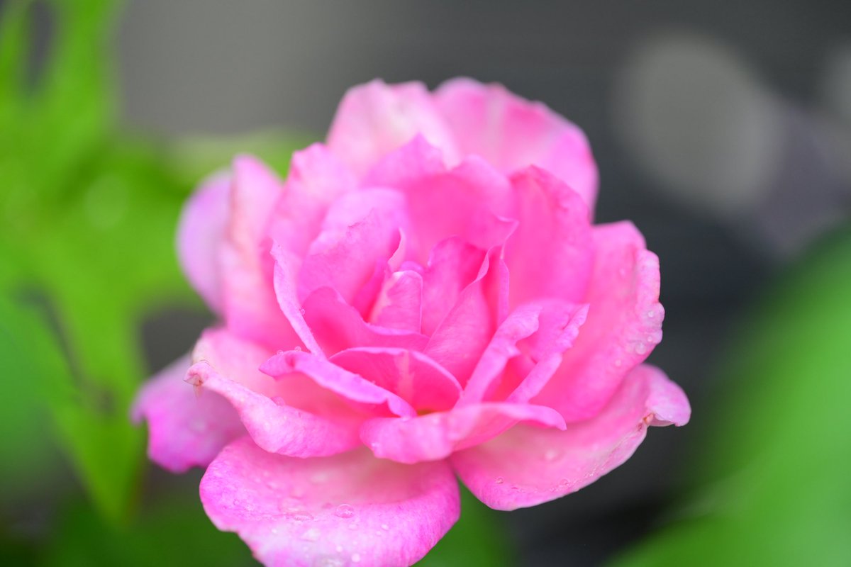 waka09431323's tweet photo. お疲れ様でした。

一日雨降り☔

庭の薔薇とガーデンマム

#ガーデニング https://t.co/iR1yc7F1Bm