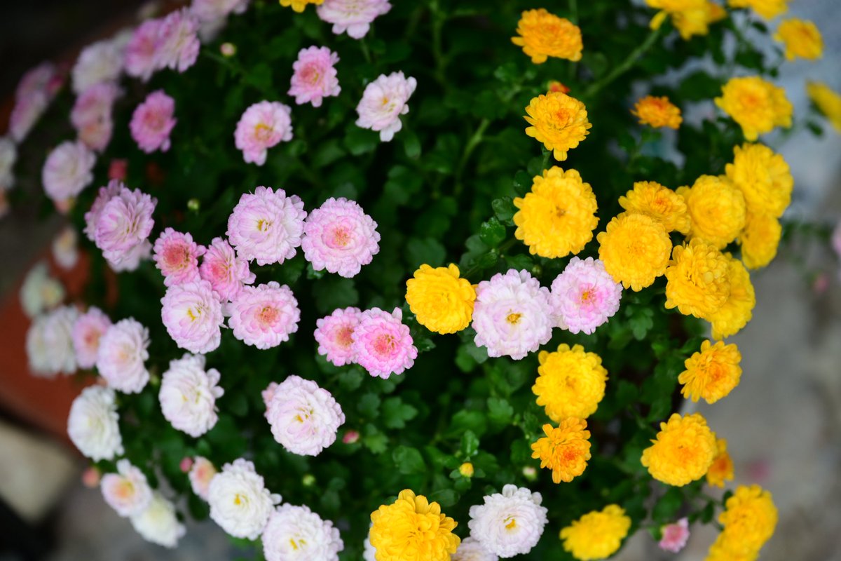 waka09431323's tweet photo. お疲れ様でした。

一日雨降り☔

庭の薔薇とガーデンマム

#ガーデニング https://t.co/iR1yc7F1Bm
