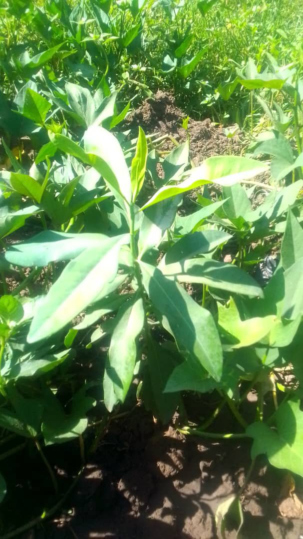 TrifoliaSol's tweet photo. 🌱 MORE TREES PLANTED FOR $FOLIA

> While others post memes, we plant a forest. 

From 2 to 10 trees in the ground in Kampala, Uganda today. 

> This is what 1 Token = Trees Planted means.
 
> CA: J7Ds1AjcwdmgDRuqCBTkQE1TtktmgkQFw1pdw4bRpump
> @TrifoliaSol https://t.co/vKx6gTfOvT