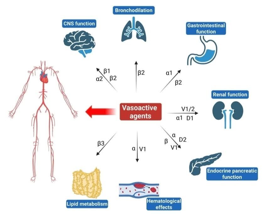 LeslieMegom's tweet photo. 🔘Agentes vasoactivos.💉efectos no cardiovasculares en pacientes críticos 🧠🫁🫀
✨️Notas cafeteras ☕️
▪️💥Catecolaminas: activan α/β-adrenorreceptores. β2 favorece glucólisis aeróbica y hiperlactatemia; α2A potencia agregación plaquetaria; β-vías modulan citoquinas (↑IL-10, ↓TNF-α). 
💥▪️Vasopresina (V1a/V2/V1b): V1a vasoconstrictor; V2 renal → acuaporina-2 (retención hídrica) y aumento de vWF/FVIII (hemostasia); V1b estimula eje HPA (ACTH). 
💥▪️AngII (AT1/AT2): AT1 vasoconstricción, efectos pro-inflamatorios y pro-oxidativos; AT2 contrarregulador; además, modulación renal tubular (Na+/H+) y perfusión esplácnica. 
💥SNC🥴
💉Niveles elevados de catecolaminas pueden causar neurotoxicidad, llevando a daño neuronal y apoptosis.
🍔Efectos gastrointestinales.🍟
🌭Los agentes vasoactivos alteran la motilidad gastrointestinal, con NE y epinefrina causando contracción muscular y disminución de la motilidad.
➡️La vasopresina puede reducir el flujo sanguíneo hepato-esplénico, lo que podría comprometer la salud intestinal.🩸🩸
⏩️La vasoconstricción intensa puede provocar isquemia mesentérica no oclusiva, aumentando el riesgo de hemorragias gastrointestinales.🩸🩸
▪️🩸Hemostasia
💥✨️Vasopresina (V2) libera vWF y FVIII → útil para hemostasia, pero riesgo teórico de trombosis en pacientes pro-coagulables; epinefrina potencia agregación plaquetaria (α2A). 😵‍💫
✨️💥Sistema inmune
▪️Tonos β-adrenérgicos tienden a perfil anti-inflamatorio (↑IL-10) y supresión de TNF-α; dopamina tiene efectos inmunomoduladores dosis-dependientes. Potencial: ajustar elección de vasopresor según fenotipo inflamatorio del huésped.
🎯Microcirculación y endotelio
💉La NE puede mejorar la microcirculación al alcanzar PAM meta, pero dosis altas empeoran heterogeneidad capilar; vasopresina/AngII pueden redistribuir flujo (riesgo de isquemia periférica/mesentérica en altas dosis o combinación). Vigilar signos de isquemia digital. 🩸🩸
🫁Pulmón
▪️💥Epinefrina broncodilata (β2); NE a dosis altas puede ↑PVR; vasopresina tiene efectos pulmonares más neutros. Implicación: en HTP o fallo VD, preferir esquemas que minimicen ↑PVR. 
💥Gastrointestinal e hígado💥
▪️Vasopresina/terlipresina: vasoconstricción esplácnica (↓hiperemia portal; útil en HDA variceal/HRS, pero riesgo de isquemia mesentérica si se excede). AngII también puede comprometer lechos esplácnicos a altas dosis. 💉🎯
▪️💥Endocrino-neuroeje
▪️Vasopresina (V1b) puede potenciar ACTH; catecolaminas alteran secreción de insulina/glucagón. Considerar en estrés, sepsis y control glucémico. 
➡️Función renal.💧💧💉
NE puede mejorar diuresis al restaurar PAM, pero el exceso reduce perfusión cortical; vasopresina aumenta reabsorción de agua (riesgo de hiponatremia si predomina V2); AngII modula hemodinámica glomerular y transporte de sodio. Implicación: titular dosis para PAM-objetivo evitando💉 vasoconstricción renal sostenida.
🔶️Los agentes vasoactivos afectan el flujo sanguíneo renal (FSR) y la función renal, siendo cruciales en pacientes críticos.🛌
▪️💉 La vasopresina puede aumentar la presión de perfusión glomerular, mejorando la tasa de filtración glomerular (FSR) en situaciones de hipotensión.⏬️
💉La dopamina, a dosis bajas, puede aumentar el FSR 💧💧pero su eficacia es cuestionada en pacientes con lesión renal aguda.💧
▪️Efectos endocrinos 💥💥
💉Los agentes vasoactivos modulan la secreción de insulina y glucagón, afectando el metabolismo de la glucosa.🍬
▪️⏩️ La activación de receptores α2-adrenergicos inhibe la secreción de insulina, aumentando los niveles de glucosa en sangre.🩸🩸🩸
⏩️La vasopresina puede amplificar la liberación de insulina inducida por glucosa, mostrando su papel en la regulación hormonal.✨️
▪️Efectos de la vasopresina en la secreción de insulina💉
▪️🔶️ La vasopresina potencia los efectos del glucosa y ACTH en la secreción de insulina.💉
🔶️Aumenta la liberación de insulina en el páncreas mediante la producción paracrina de glucagón.
🔺️🔻 El glucagón activa los 👇🏽