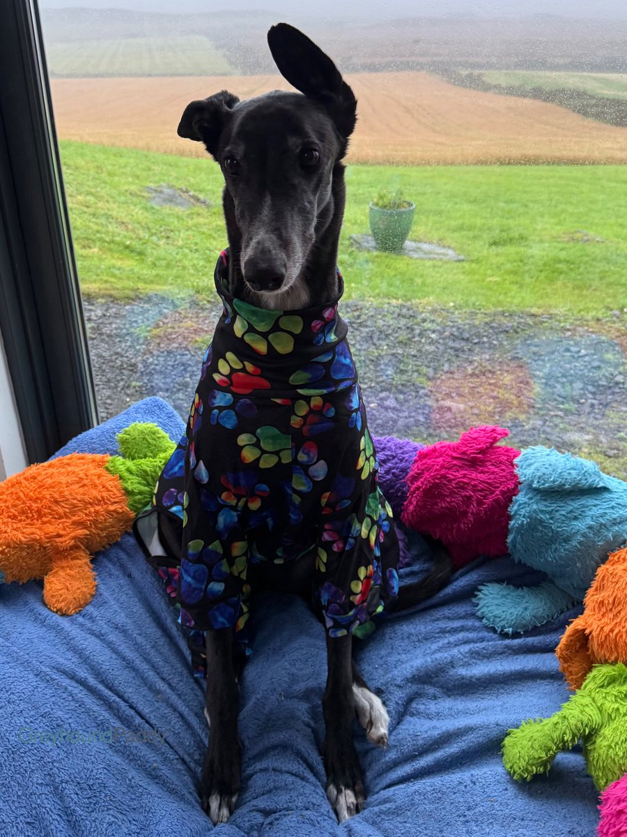 paddythegreyt's tweet photo. 🐾Paddy’s Monday Daily Report🐾

It’s getting chillier.

Which means it’s pyjama season.

Before anyone asks…
I do NOT go outside wearing my pyjamas.

I have standards.

I put my coat on to go outside.

Just saying.

I don’t want Hareold and HareyMary seeing me wandering about the garden in my nightwear.
I do have a reputation to maintain.

Although I’m not entirely convinced the pyjamas make me look intimidating.

P.S. Photo shoots now involve cheese.

Apparently this is called modelling.
I call it paid employment. 

Monday rating:
Weather: unacceptable
Pyjamas: acceptable
Cheese payments: could be increased

Paddy 🐾
Retired Greyhound
Professional Pyjama Model