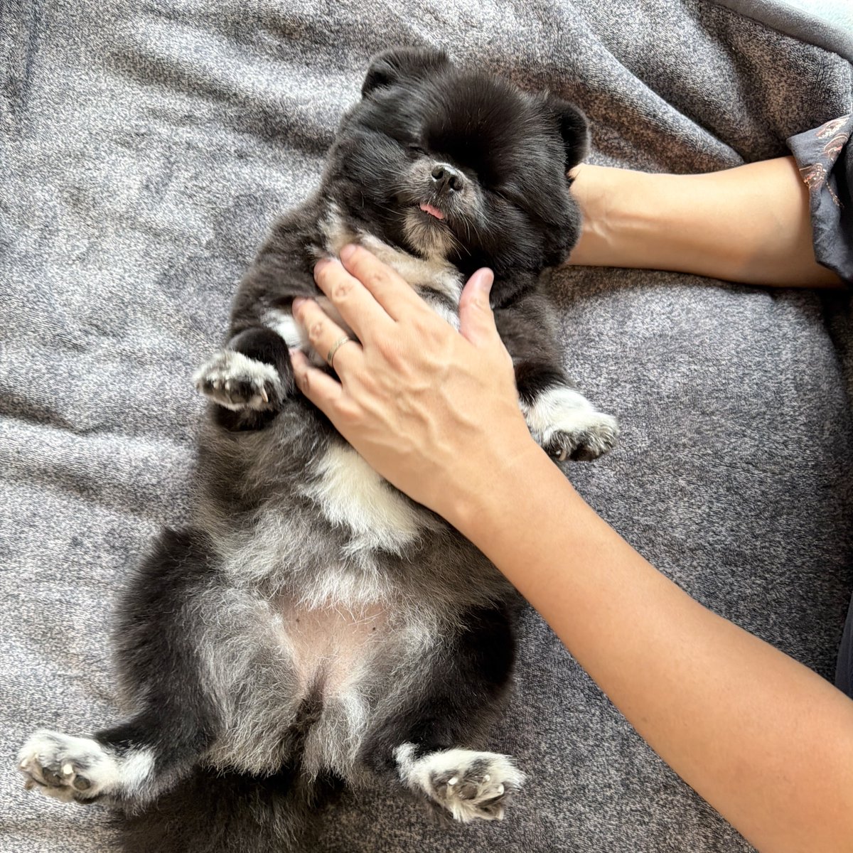 kutsu_shigatanu's tweet photo. 沐浴の練習台になってから3秒で寝たたぬき犬 https://t.co/v1aRh2YPKC