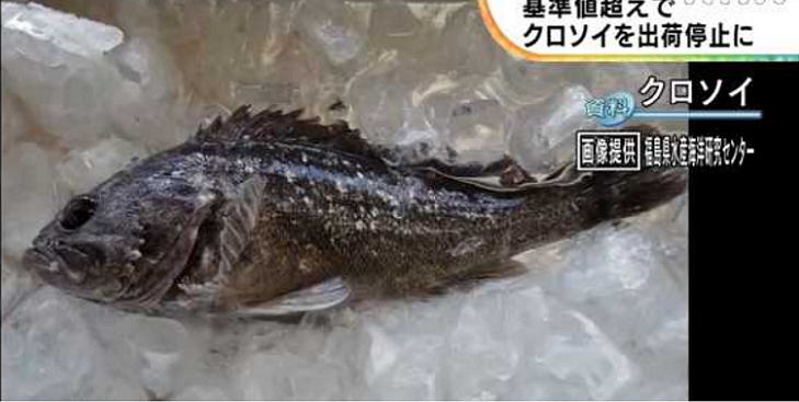 x__ok's tweet photo. 東京電力福島第1原発では、1～4号機近くの港湾内で、8月に捕獲したクロソイから、  

また  

食品衛生法の基準（1キロあたり100ベクレル）を上回る980ベクレルの放射性セシウムを検出したと発表した  

話によると珍しく無いらしい  

ただ報道されないだけ https://t.co/kiiAppOG8Y