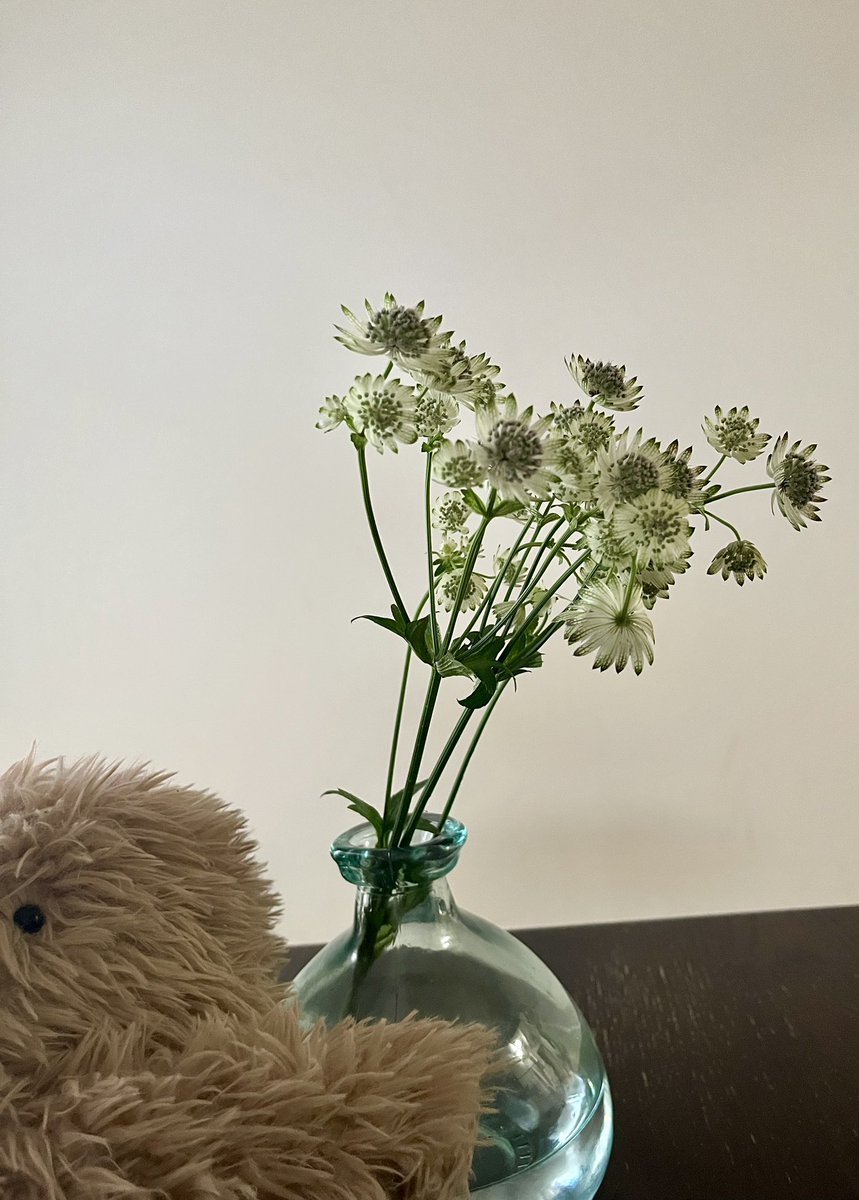 marmamicaso's tweet photo. 花言葉は、
星に願いを。 https://t.co/f7pFeMTyrk