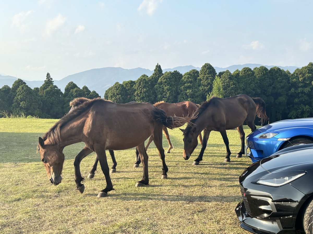 Eto_rx8's tweet photo. 🐎 https://t.co/gKpaNhej7h