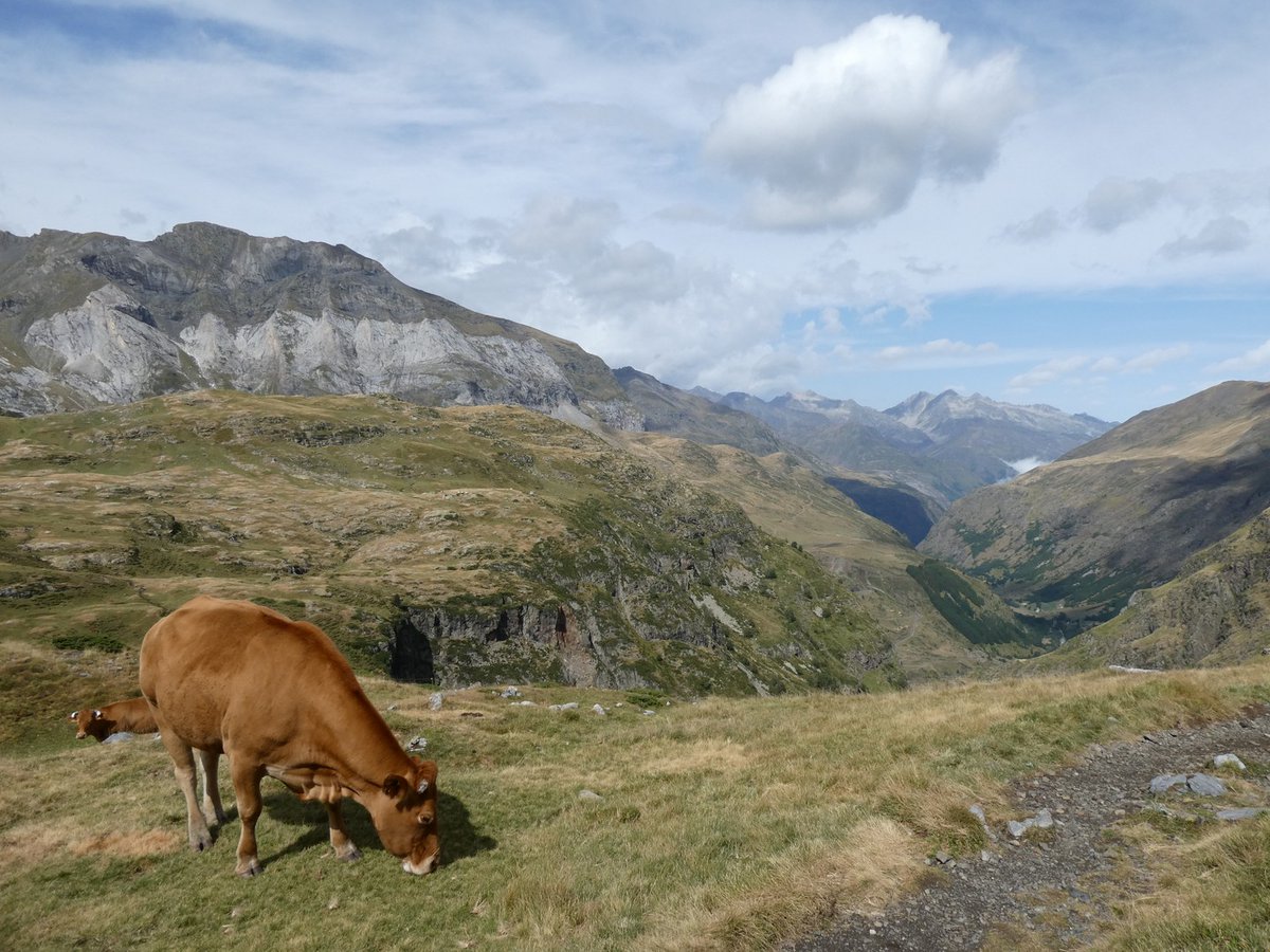 anix_20's tweet photo. J’aime bien les vaches. https://t.co/DjgCL1D9Fa