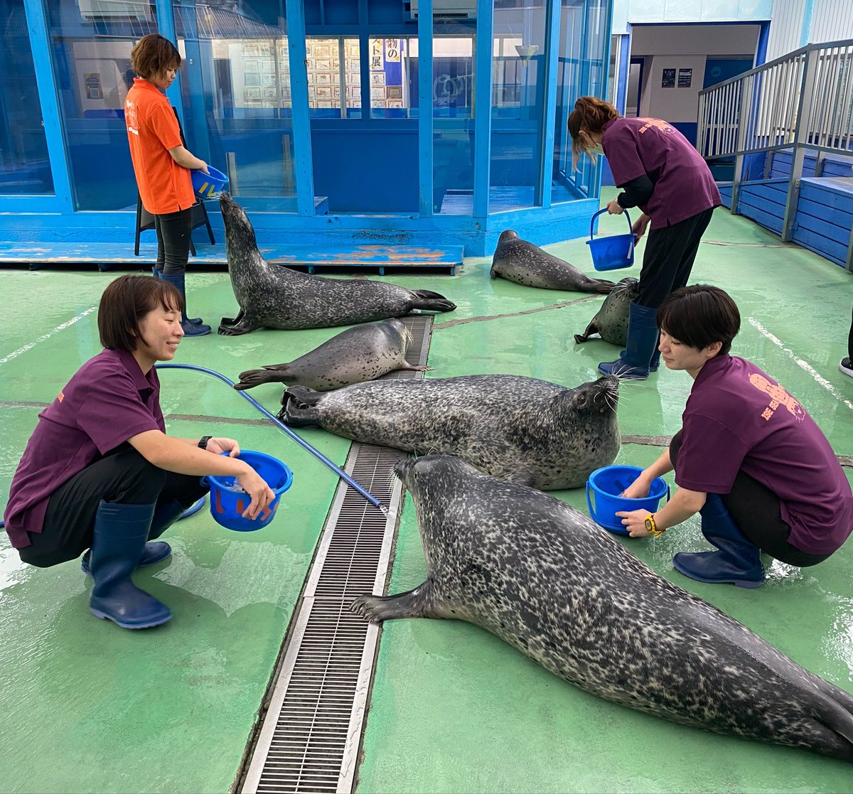 iseseaparadise's tweet photo. お客さんアザラシいっぱい出てるから夕方狙ってみてね‼️

人よりアザラシが多いよ‼️ https://t.co/R74LjlZhId