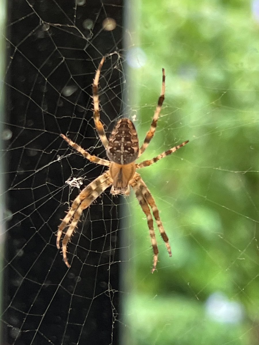 WeerkampJos's tweet photo. Goedemorgen.
Maandag, zon en koffie. βοΈβοΈ
#teamherfstππ
Maak er een wat moois van als het kan.
#Spinnenspinsels in #fot_O_ktober @jolandabrwr π·οΈπΈοΈ https://t.co/ZGJmONcGeA
