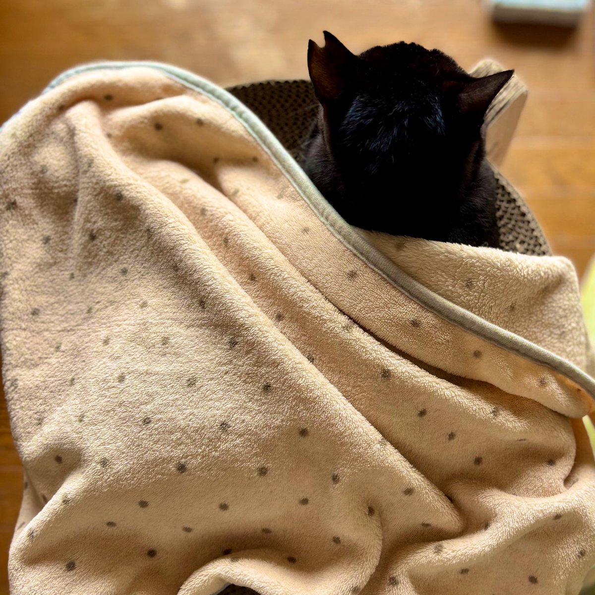 wpqqhn's tweet photo. 包まれねこちゃん https://t.co/yura9jRCoN