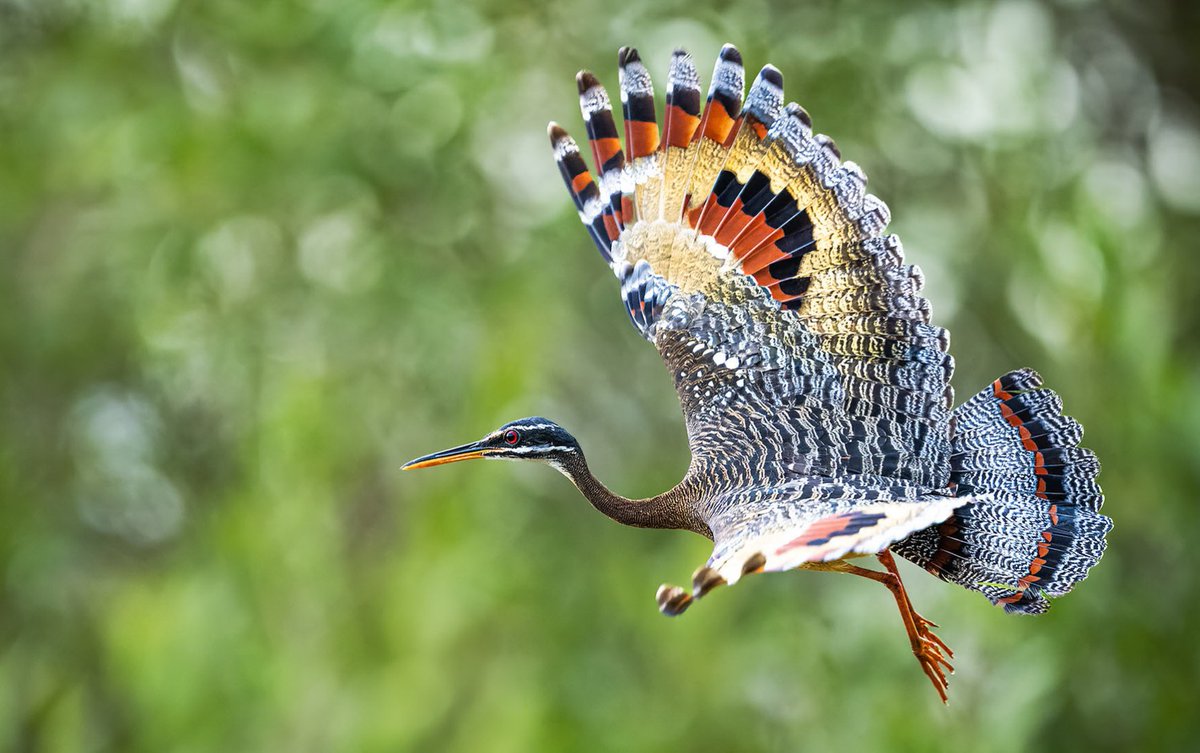 BaezChito's tweet photo. The sunbittern looks unassuming on the shore, but in flight it reveals stunning plumage. It’s not easy to photograph, but sometimes luck is on your side. https://t.co/tgv6gvnBBw