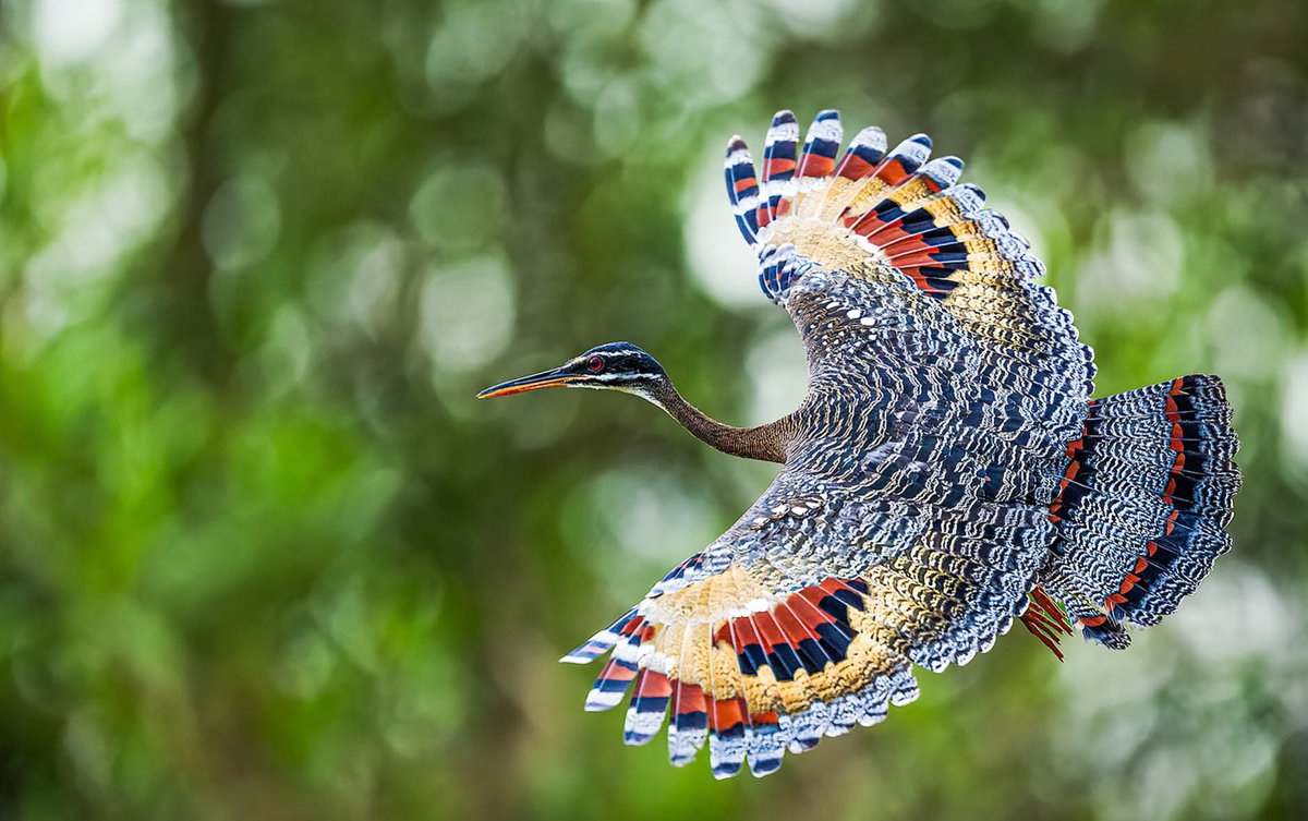 BaezChito's tweet photo. The sunbittern looks unassuming on the shore, but in flight it reveals stunning plumage. It’s not easy to photograph, but sometimes luck is on your side. https://t.co/tgv6gvnBBw