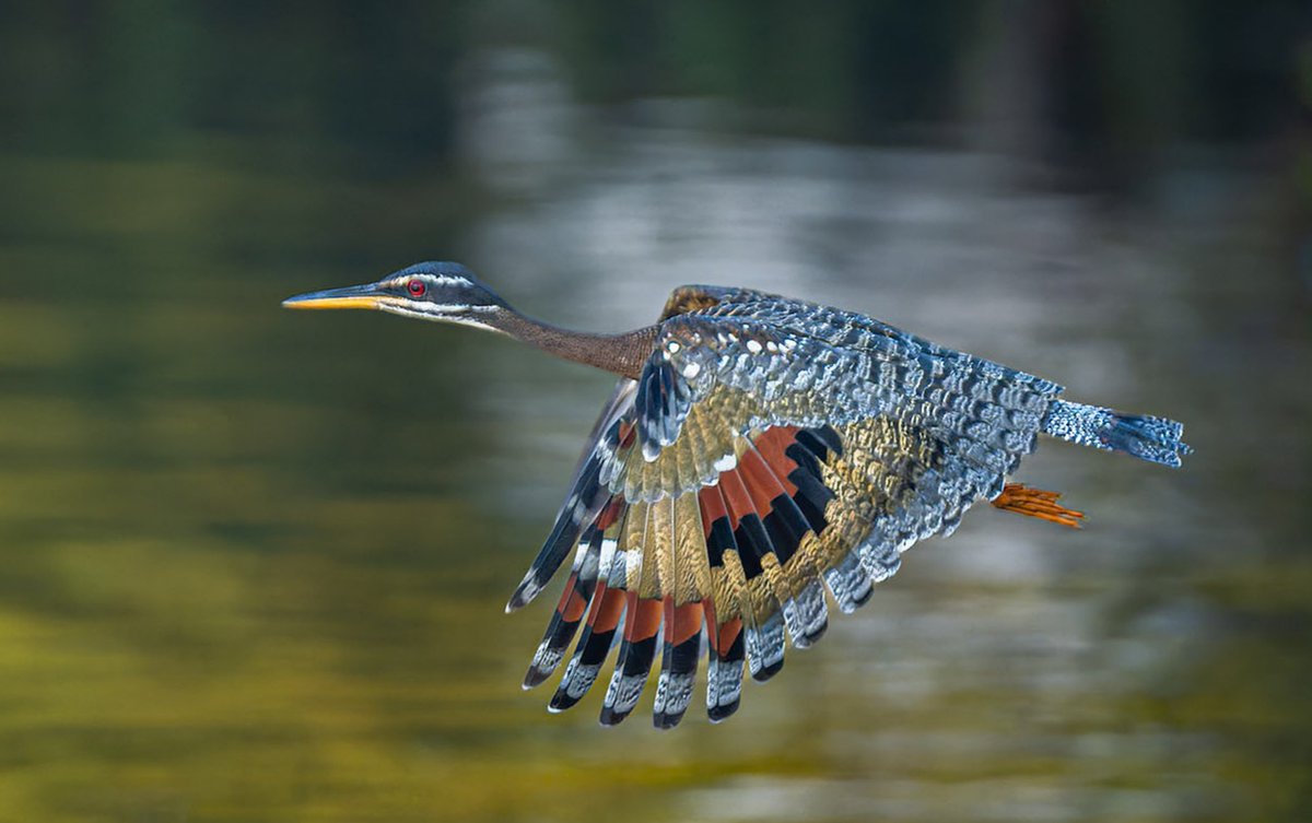 BaezChito's tweet photo. The sunbittern looks unassuming on the shore, but in flight it reveals stunning plumage. It’s not easy to photograph, but sometimes luck is on your side. https://t.co/tgv6gvnBBw