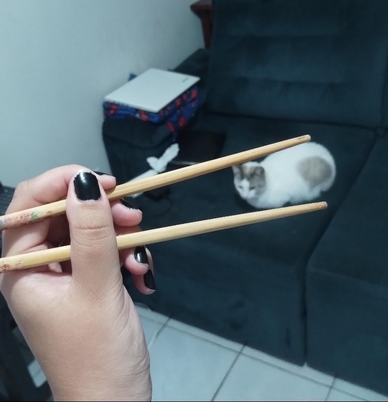 gatinarios's tweet photo. não tem gato nessa foto… só um sushizinho 🍣🥢 https://t.co/E0oRQ8Qy2f
