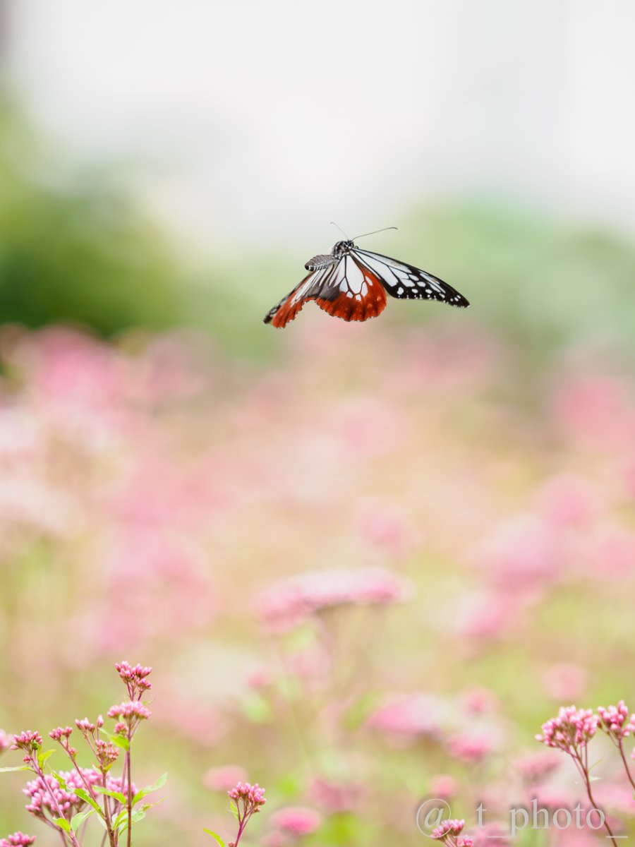 _t_photo_'s tweet photo. この地方にも海を渡る蝶の季節がきました。

フジバカマのピンクの絨毯の上を、優雅に舞うアサギマダラ。はるか遠くまでの長い旅路、どうか無事でありますように。
🦋✨

#アサギマダラ #フジバカマ #旅する蝶 https://t.co/QSbdply7wm