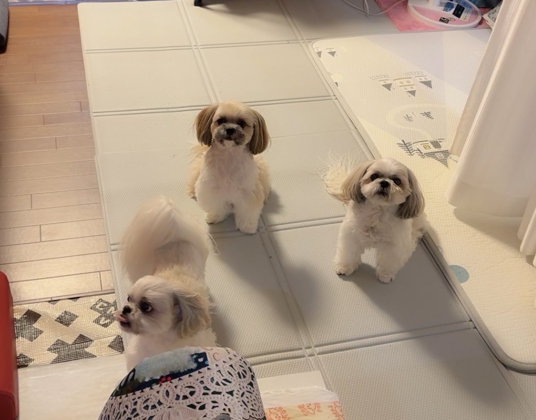 goeandyume's tweet photo. スリーショット📸🐶🐶🐶
相変わらずにソーシャルディスタンスを守ってる？ https://t.co/4CUXsxC2SP