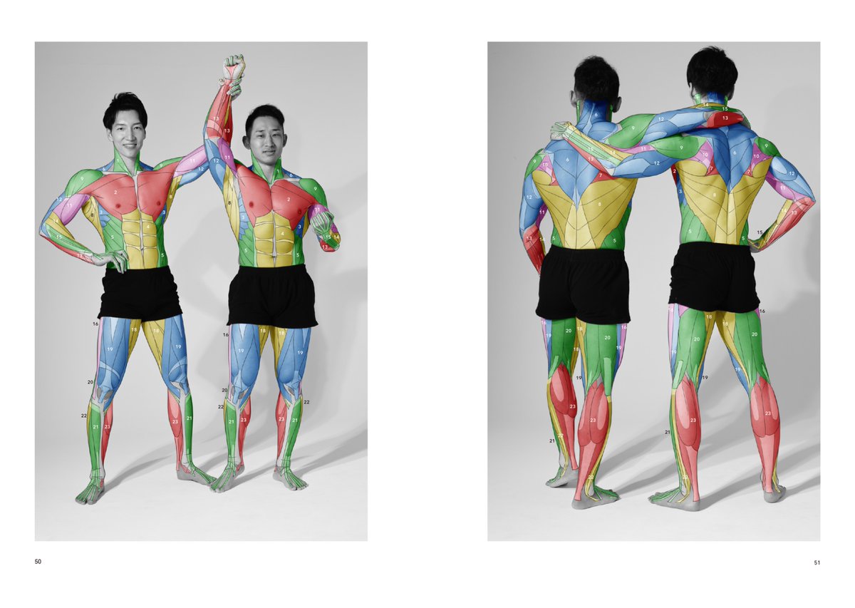 artanatomylab's tweet photo. 『アーティストのための体表解剖学　総集編』
同人誌【PDF版】好評発売中！
筋肉はグループごとに色分けし、範囲を素早く参照できるようにしました！模写やトレースなどで美術解剖学の勉強をするのに最適です！
https://t.co/SrGCdtjXFj https://t.co/ZcyA0mNS5T