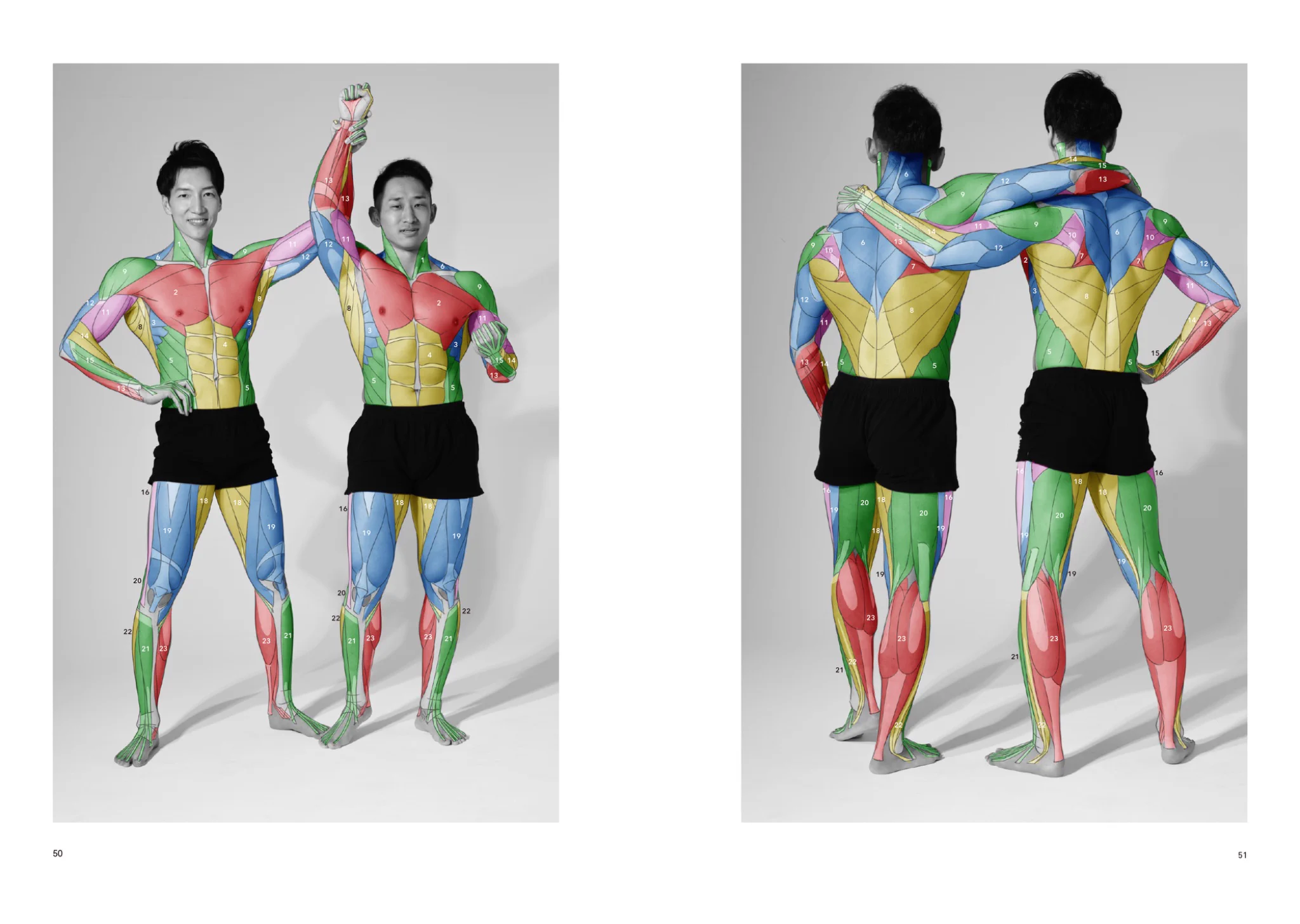 anatomy tutorials (@artanatomylab) / X