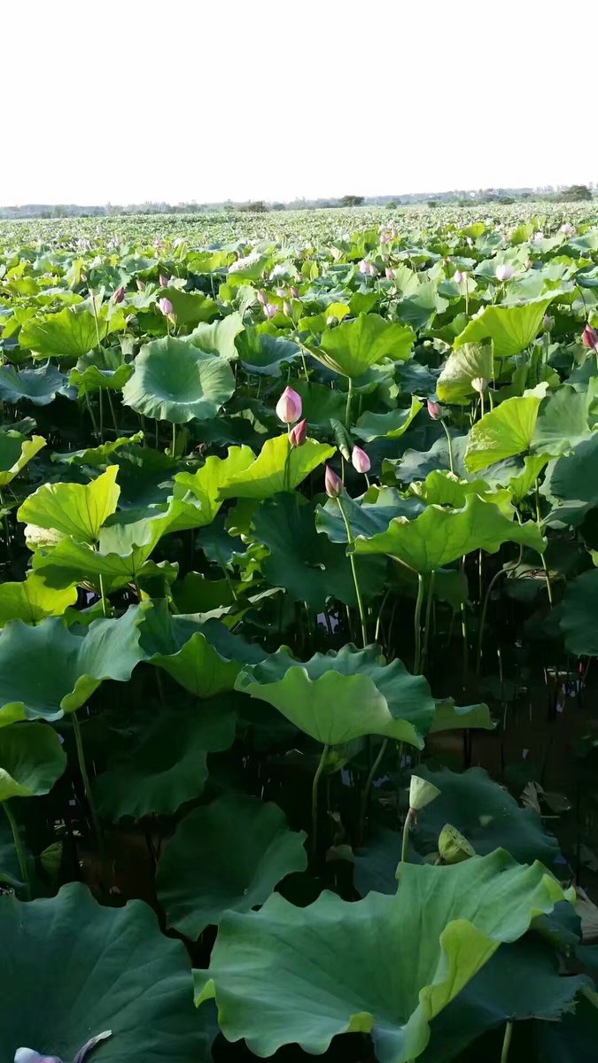 Ociedc3z's tweet photo. [私荷曳清风吹，荷曳影摇思，私语落荷池，这抹细碎的夏日温柔，太治愈啦！]哦，不对，要西班牙文推文，再调整：推文内容：[La brisa mueve los lotos, sus sombras se balancean, y los susurros se pierden en el estanque de lotos. Esta pequea calidez veraniega es tan curativa!]， https://t.co/EeJ8P0gT4D