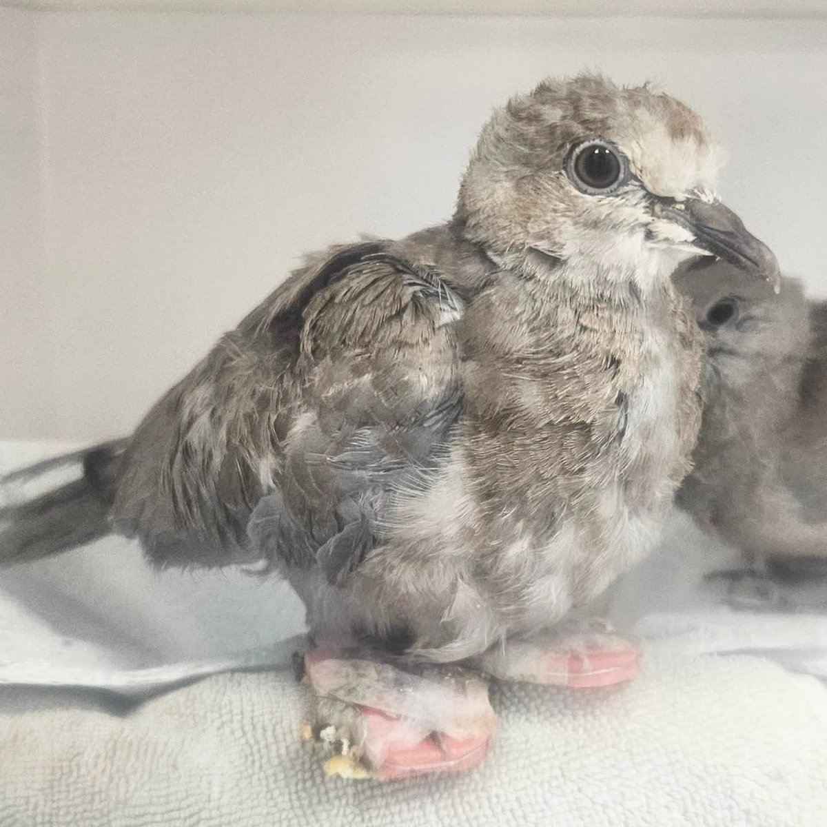 brentlodge's tweet photo. This cute little #dove has her winter slippers on already. 🥾💖
🕊✨️ This young #collareddove has a slight deformity to her feet so they have been strapped together in the hopes they will correct the problem. https://t.co/EyPtwEt15X
