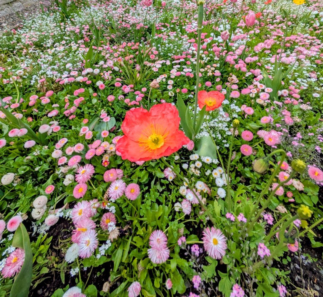 SensualAthlete's tweet photo. Island-Mohn
(Papaver nudicaule) https://t.co/8HuhhmV1zE