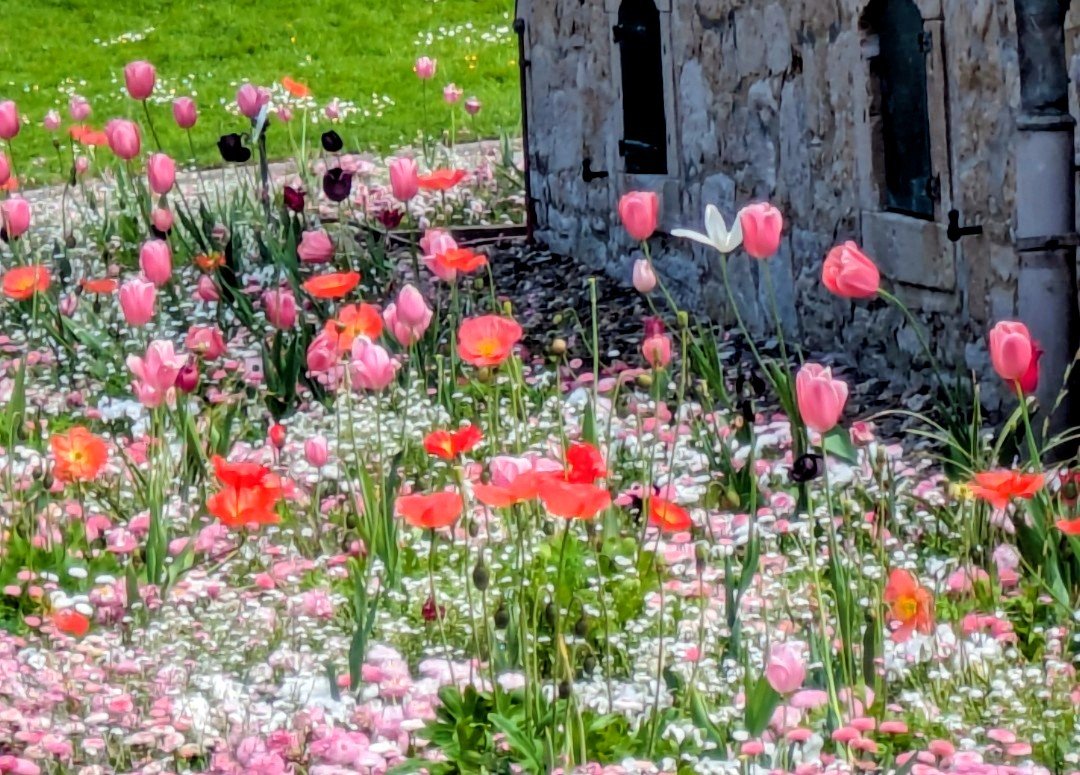 SensualAthlete's tweet photo. Island-Mohn
(Papaver nudicaule) https://t.co/8HuhhmV1zE
