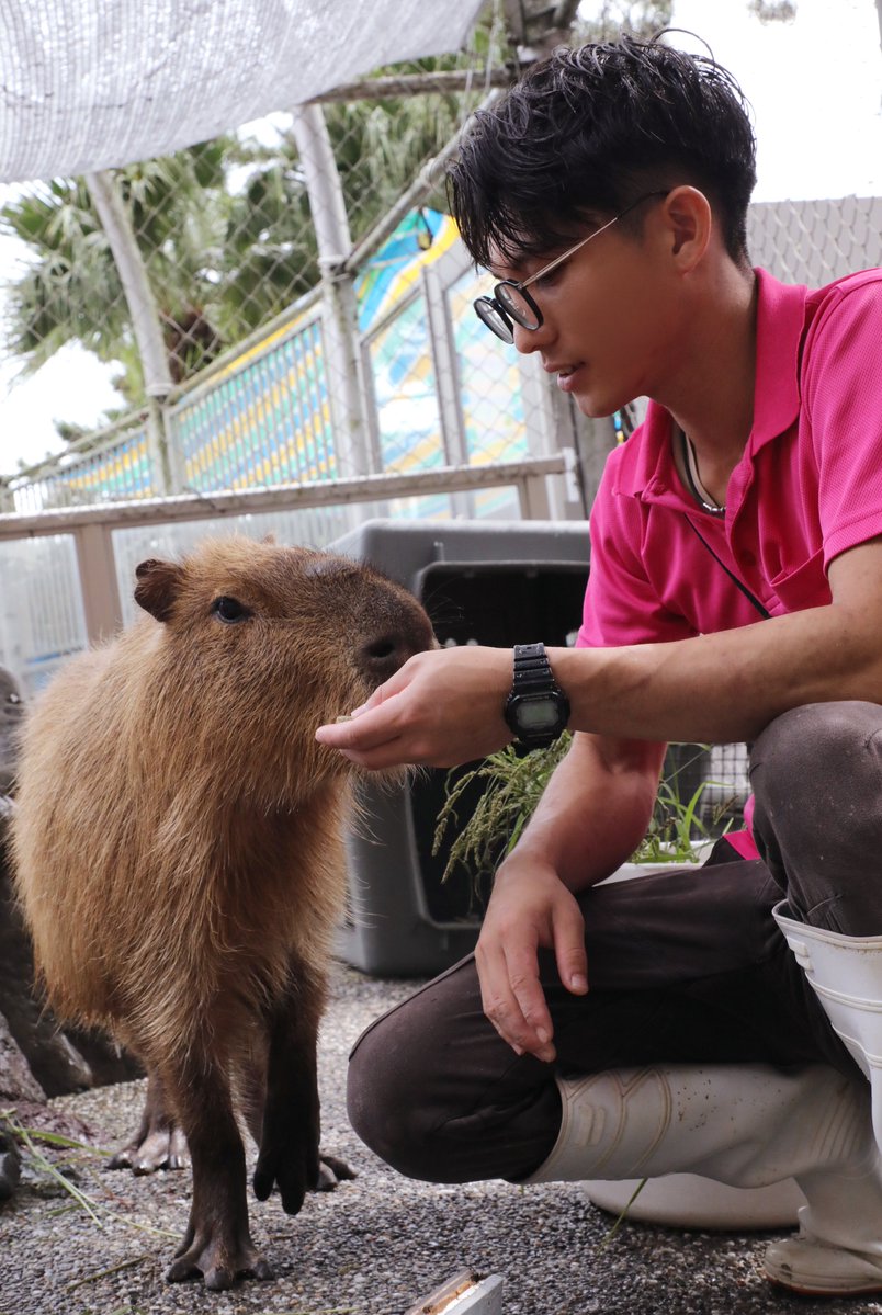 katurahama_aq's tweet photo. カピバラ「オニィ」×飼育スタッフ「もえ」 https://t.co/W44EeCX8Ko