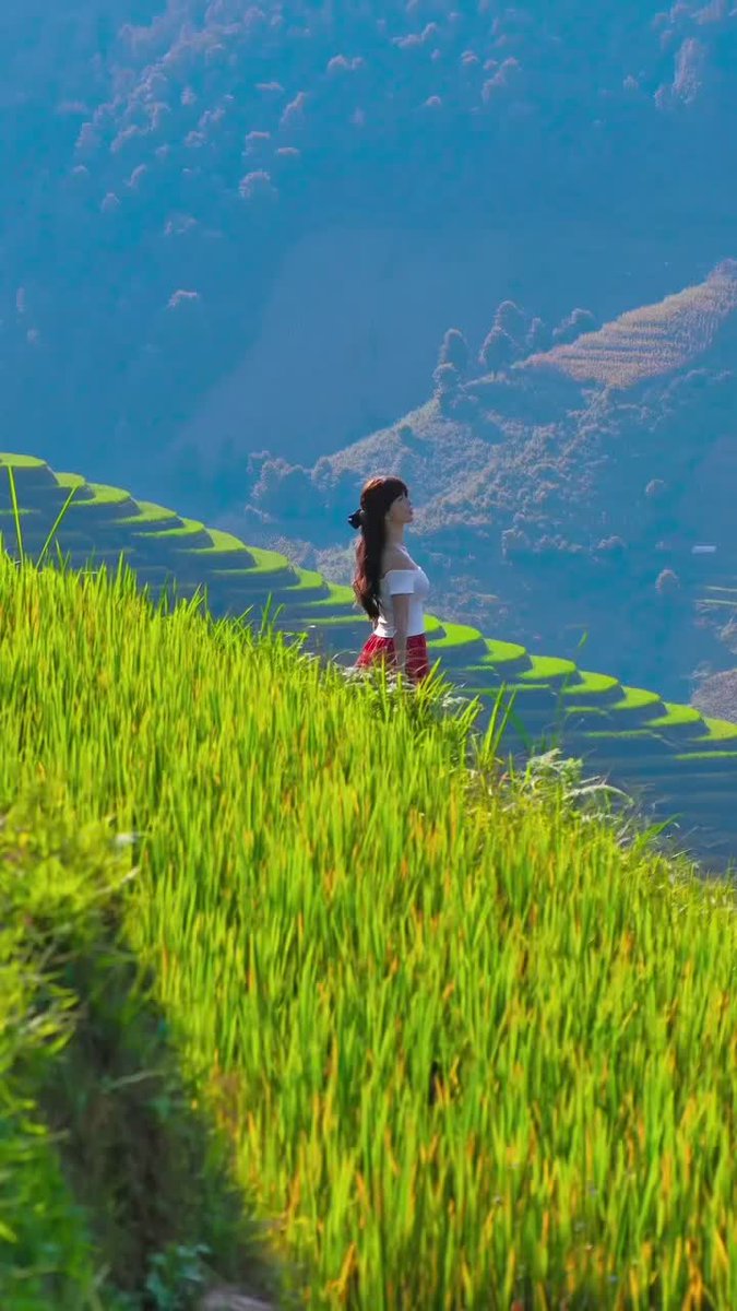 eyolett's tweet photo. Mù Cang Chải, Vietnam: nơi những thửa ruộng bậc thang uốn lượn giữa núi rừng hùng vĩ. https://t.co/891eq0egzp