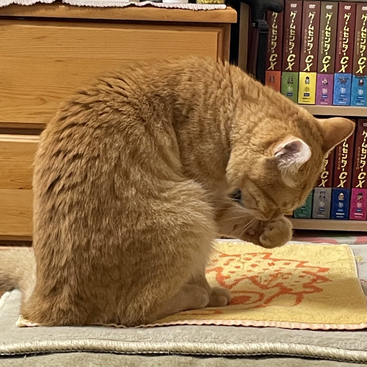 rakutenmaru's tweet photo. モノ管理アプリに 自分の所蔵ゲームをちょこちょこ登録している最中なのだが 「いつか遊ぼう」という積み…貯ゲーが結構あって 遊ばねばと思う反面 新作の『Graveyard Keeper 2』遊びてぇ！とか 10年前の作品だが初めて遊んだ『XCOM2』面白れぇ！とも思うので「いつか」は来ない貯ゲーもあるだろうな… https://t.co/rCA7MdbwxY