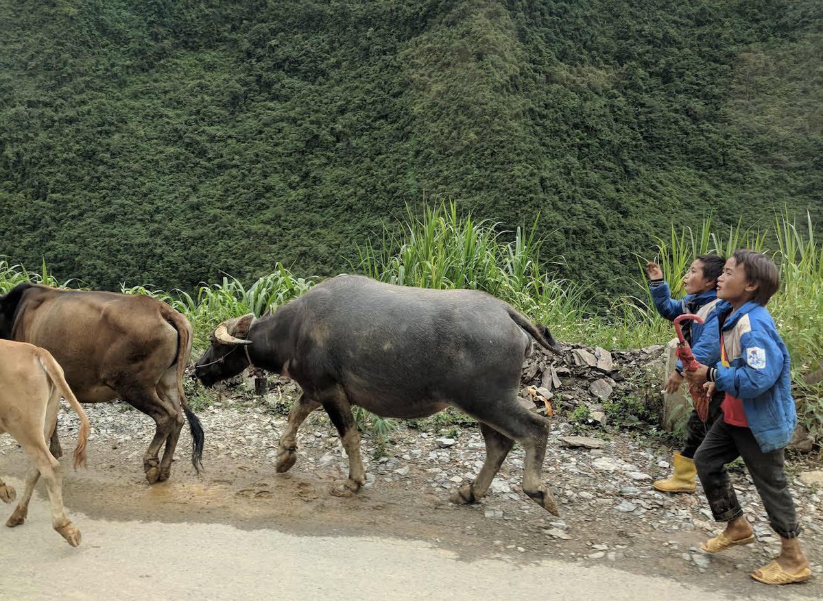 lucaslpms's tweet photo. Motorbike or trekking in Ha Giang? Both offer a different kind of adventure. Ride dramatic passes and winding roads, or slow down through villages and mountain paths. Would you rather see more or experience it deeper? https://t.co/wcN4xMtB7g