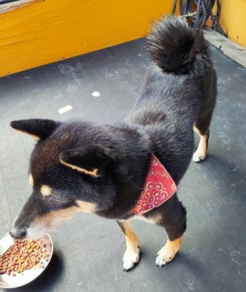 mama88872520's tweet photo. #滋賀県  大津市  大津市伊香立  10/3保護
#黒柴 ♀️ 柴犬  赤いバンダナ  #迷子犬  #迷い犬
高島市  守山市  京都市  保護主様 @qNMRb1vM4dHKI2K まで🙏 https://t.co/pMiKnczguG
