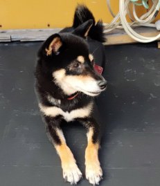 mama88872520's tweet photo. #滋賀県  大津市  大津市伊香立  10/3保護
#黒柴 ♀️ 柴犬  赤いバンダナ  #迷子犬  #迷い犬
高島市  守山市  京都市  保護主様 @qNMRb1vM4dHKI2K まで🙏 https://t.co/pMiKnczguG
