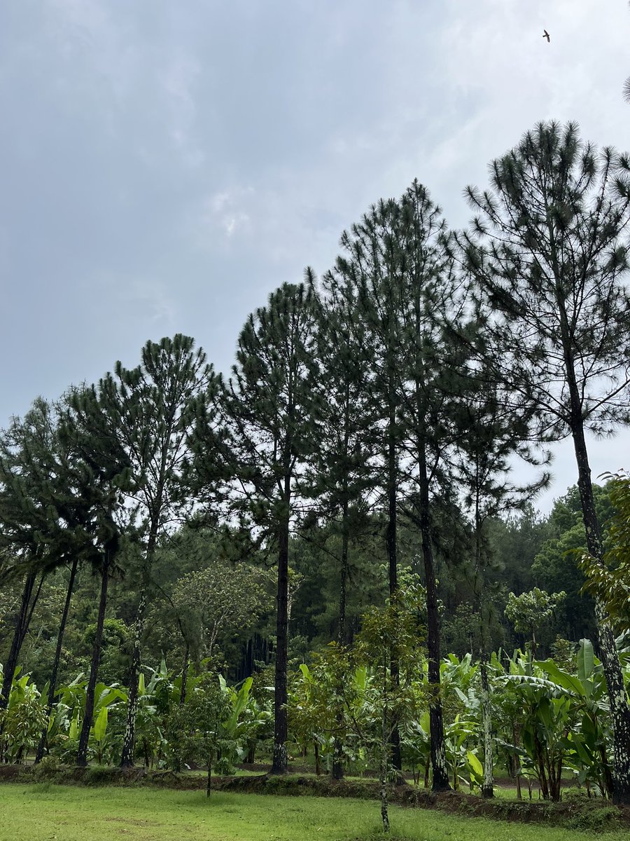 Wuhmao's tweet photo. Touch some grass? Nope. Iโd rather touch the trees instead. #treeposting ๐ณ https://t.co/FnaehDLj5M