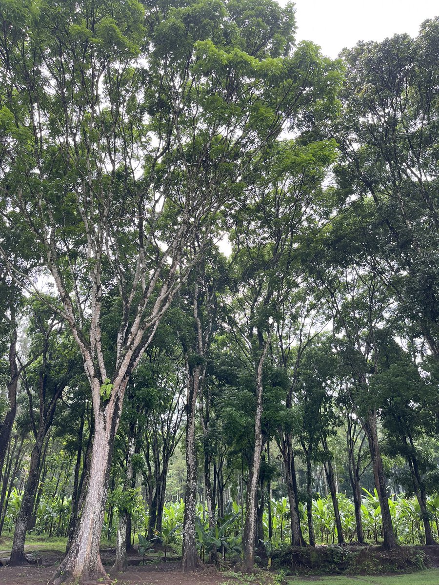 Wuhmao's tweet photo. Touch some grass? Nope. Iโd rather touch the trees instead. #treeposting ๐ณ https://t.co/FnaehDLj5M