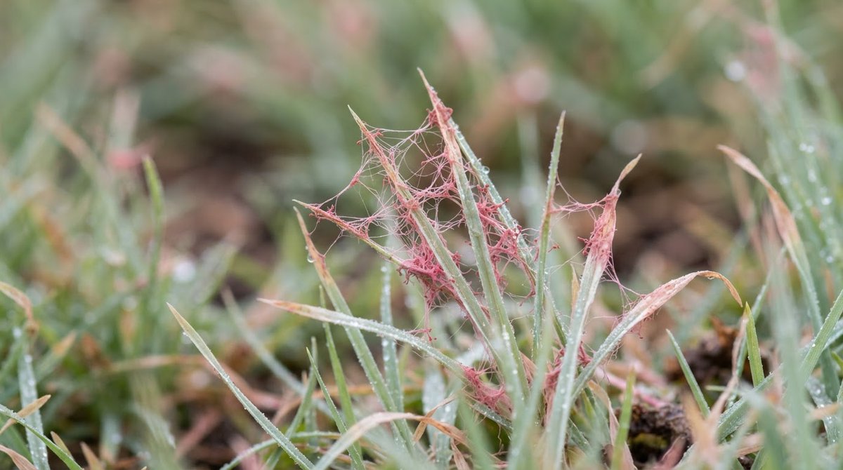 GeoffreyGaus's tweet photo. 🧵 Seeing red or pink threads in your lawn?

It could be Red Thread, a turf disease that can show up in Pennsylvania lawns.

Before reaching for another product, figure out what the grass is actually telling you.

Identify first. Treat second. 🌱

https://t.co/wxP9YlXtZF https://t.co/mGUu8OdLyJ