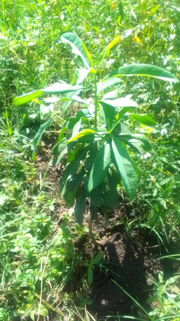 TrifoliaSol's tweet photo. UPDATE: We went from 2 - 10 trees today. https://t.co/8SiS4aNXH3