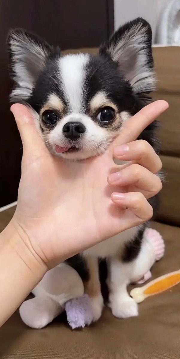 kawaii_nagaiki's tweet photo. 【今日のもちょ配信】
「はな」のとき、鼻だけじゃなくて舌も出てくる👌 https://t.co/fW86JlYQeK