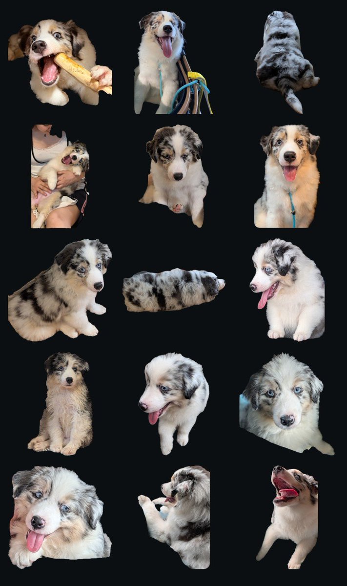 porurin0's tweet photo. コツコツ写真をステッカーにして集めてました🐶
これでLINEスタンプ欲しい😂
#ティーちゃんのダージリン https://t.co/qTCESUAATC