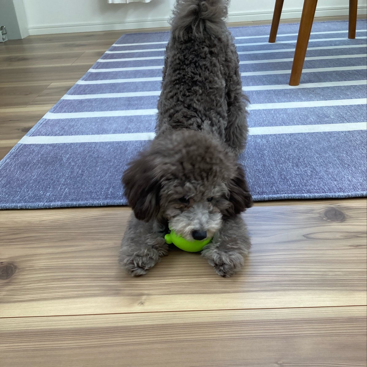 kit890606's tweet photo. @ha_channox ここは愛犬紹介していい場所ですか？( ◜ᴗ◝) 🐕‍🦺 https://t.co/2tq4QHbaGp