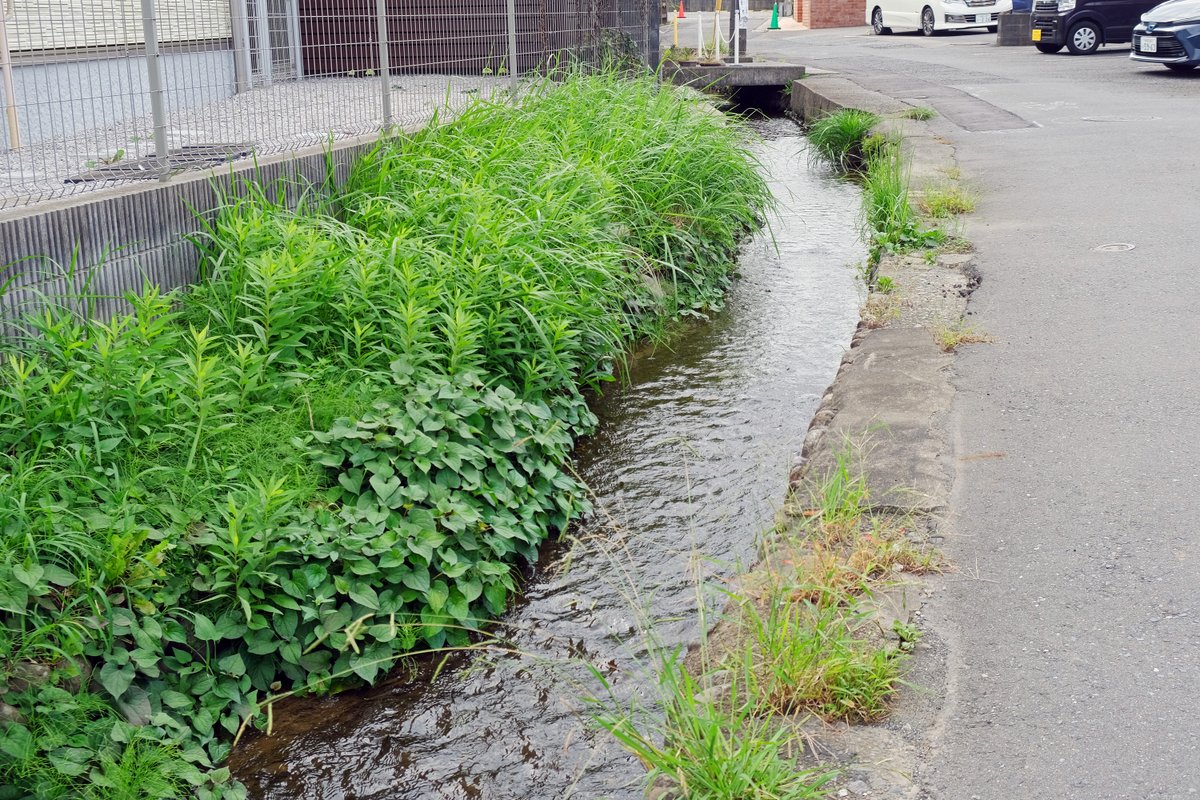 hondaso's tweet photo. 住宅地の道端を流れる大丸用水宿堀。
街中でこのような昔ながらの姿を残す水路はもうほとんどなくなっていて、この流れも80mほど進むとその先は暗渠になってしまう。
（東京都稲城市）

#日々の水路 https://t.co/ttE8ikvV4r