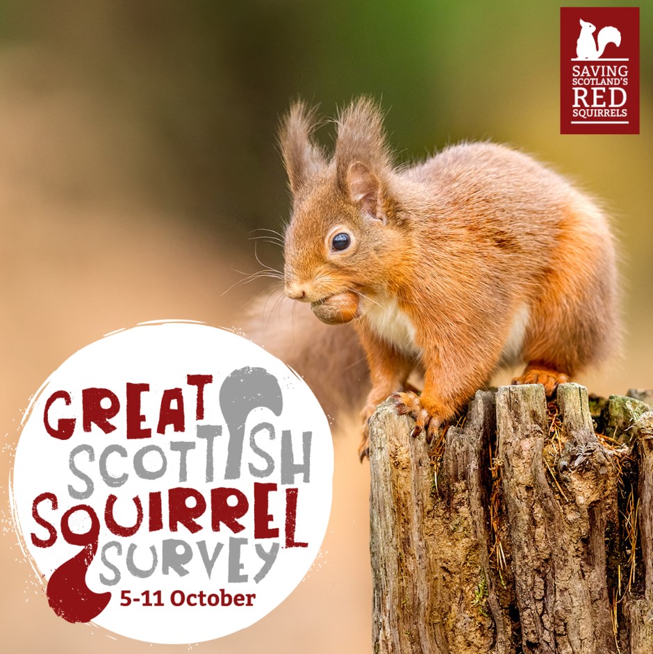 scotforestry's tweet photo. This week is the #GreatScottishSquirrelSurvey! 

Keep an eye out for red and grey squirrels and record them on the @ScotSquirrels website: https://t.co/WipPTkhhFV https://t.co/ggRFx2fUbT