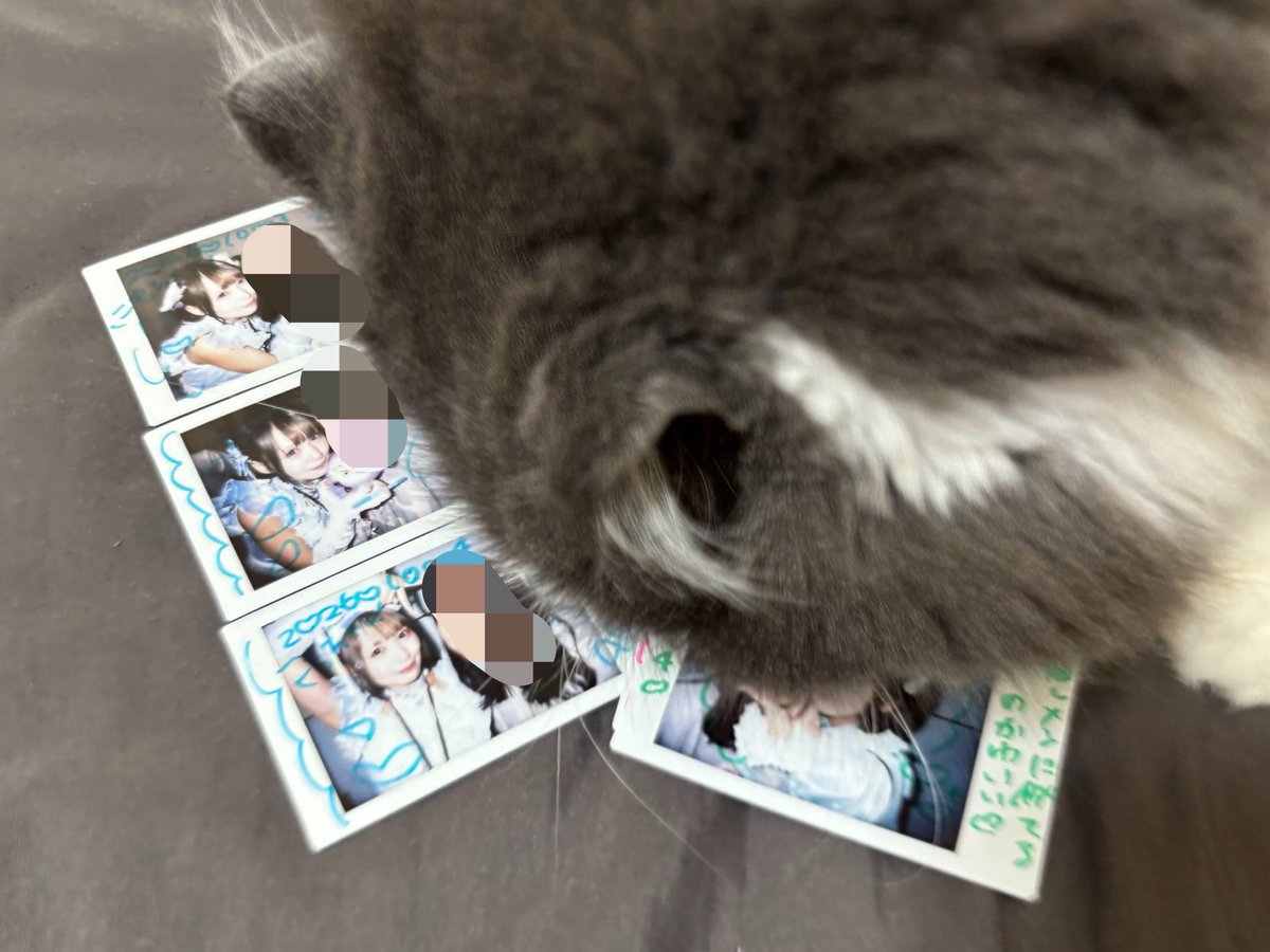 km_OPtO's tweet photo. チェキツイ用の写真撮ろうとしたら。
ねこだからって、つむりかの上で寝ないで？ https://t.co/YHQ5xFn9Lr